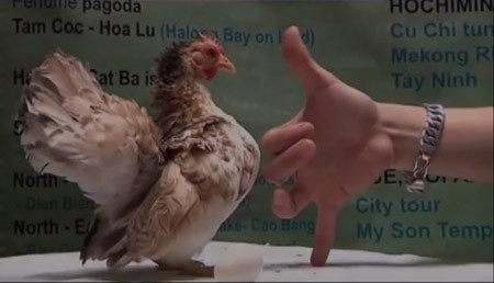 Loại gà vương giả này có khá nhiều loại nên khi mua bạn sẽ được biết về chủng dòng máu của loại serama đó.