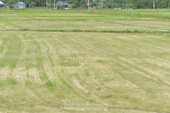 Ông Lê Văn Hồng - Trưởng phòng Nông nghiệp và PTNT huyện Yên Thành cho hay: “Vụ hè thu năm nay, toàn huyện gieo cấy trên 12.800 ha lúa, trong đó, vùng hồ chứa trên 2.500 ha. Huyện có gần 200 hồ chứa, hiện nay, mực nước chỉ đạt từ 30 - 50% dung tích, trong đó, có nhiều hồ chứa ở địa phương cạn kiệt nguồn nước”. Trong ảnh: Do thiếu nước, cây lúa còi cọc, chậm phát triển.