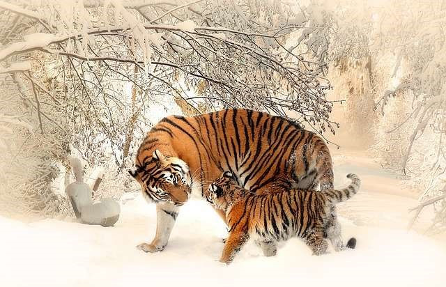 Tuổi Dần cũng có cơ hội đoàn tụ với tình cũ trong tuần này. Nếu như còn tình cảm, ắt hẳn sẽ kết trái ngọt. (*) Thông tin chỉ mang tính chất tham khảo.