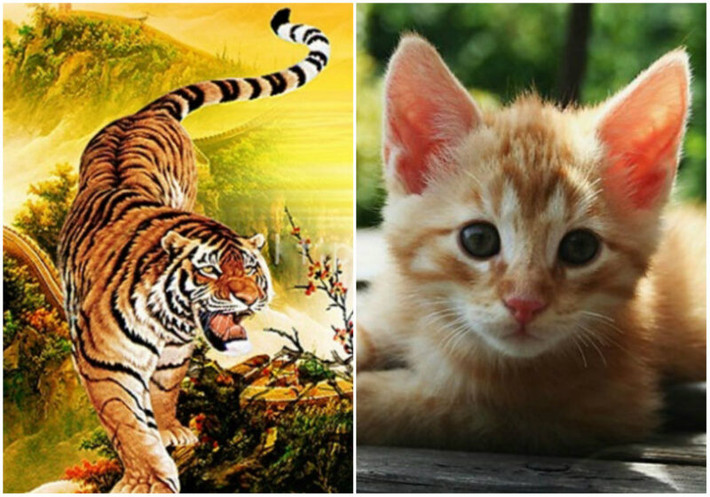 Dần và Mão. Theo tử vi, có thể nói tính cách của tuổi Dần và tuổi Mão khá khác nhau nhưng khi kết hợp lại họ lại đặc biệt gần gũi và thấu hiểu lẫn nhau.