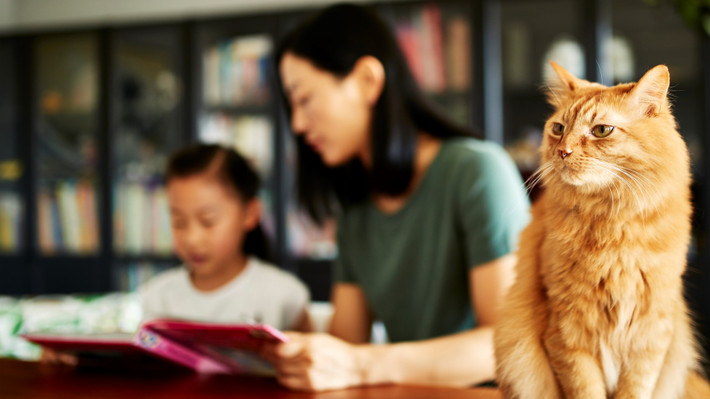 Ở Trung Quốc, người ta trao đổi mèo lấy lụa tốt. Sự duyên dáng và khả năng săn bắt khiến chúng được yêu thích. Mèo sớm trở thành biểu tượng của tình yêu, hoà bình, thanh bình và may mắn. Thời hiện đại, mèo là thú cưng và vẫn được nhiều người coi là biểu tượng may mắn, một cách để đuổi tà. Ảnh: Boehringer-ingelheim.