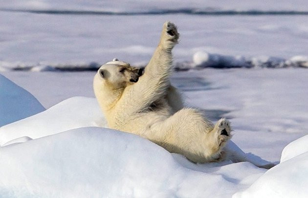 Chú gấu Bắc Cực trông như đang tập yoga ở Spitsbergen, Na Uy
