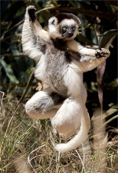 Vượn cáo Sifaka thực hiện những bước nhảy sinh tồn đầy cảnh giác trên đảo Madagascar ở châu Phi