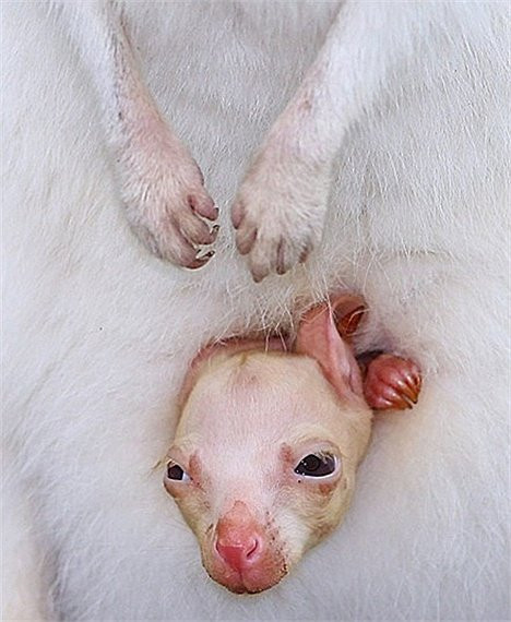 Chuột túi Wallaby con bị bạch tạng thò đầu ra khỏi túi mẹ trong công viên Gumbuya ở Australia
