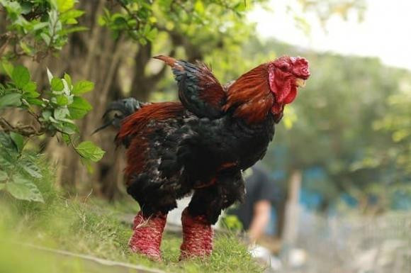 Ngoài chân gà Đông Tảo tươi, trên thị trường cũng có những cơ sở chế biến gà Đông Tảo thành thực phẩm chế biến sẵn để dễ dàng tiếp cận người tiêu dùng hơn.