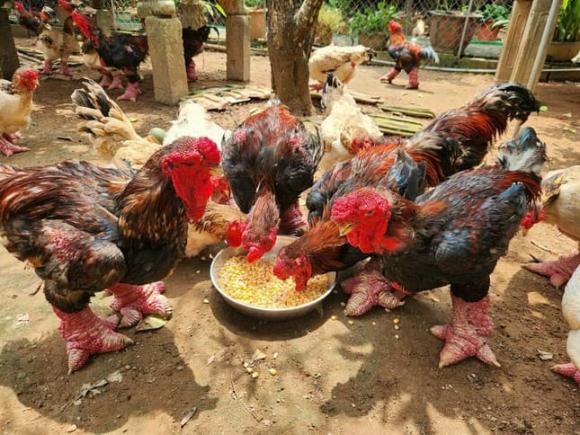 Gà Đông Tảo được nhiều người lùng mua: Tết Nguyên đán Ất Tỵ 2025 đang đến gần, nhu cầu biếu tặng của người dân tăng cao, những đôi chân gà Đông Tảo đặc biệt đang được nhiều người săn đón.