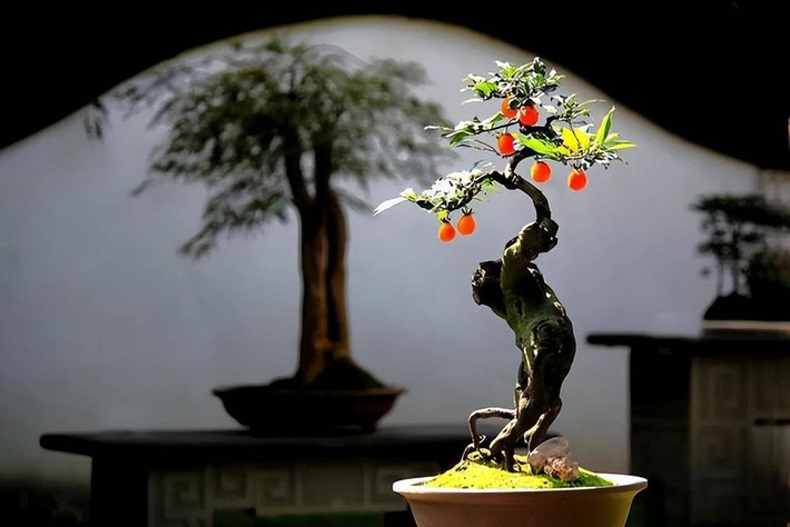 Chúng tượng trưng cho sự tích lũy và thừa kế của cải trong gia đình nên chúng thường được coi là báu vật trong nhà, người ta thường đặt chúng ở nhà với hy vọng sẽ thu hút được tài lộc và sinh con cháu.