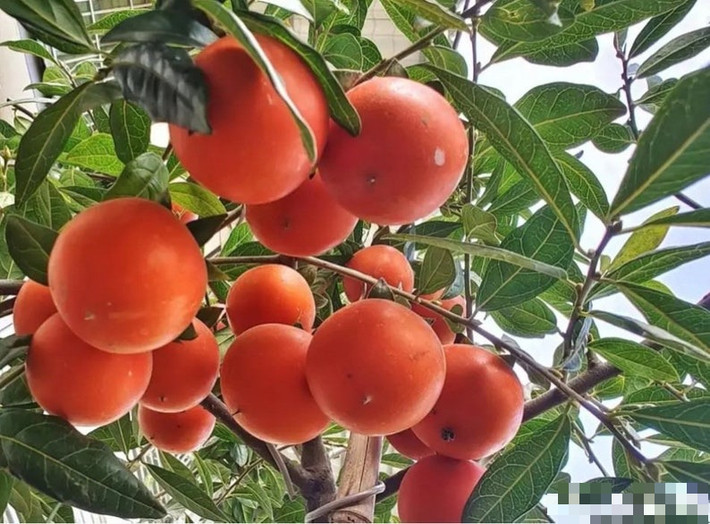 Trong những cây cảnh có giá trị kinh tế lớn, hình dáng tươi đẹp và có ý nghĩa may mắn, chiêu tài gọi lộc chính là cây hồng đá. 