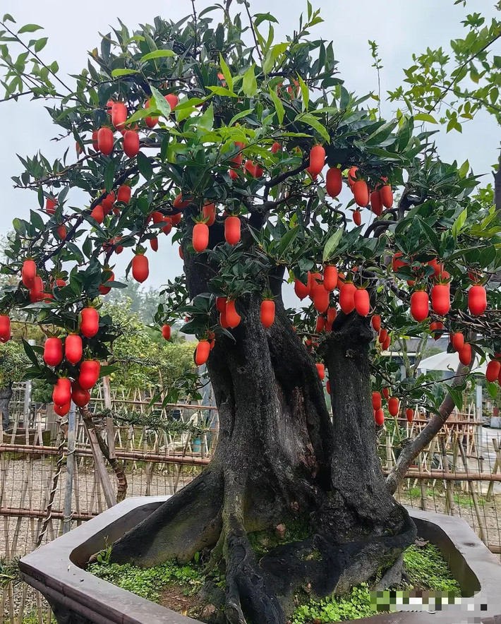Hồng đá là cây cảnh bonsai có giá trị làm cảnh cao và có ý nghĩa phong thủy tốt lành rất được ưa thích. Quả của nó giống như chuỗi ngọc trai vàng, treo khắp cành, đung đưa nhẹ nhàng trong gió và tỏa ra anh sáng quyến rũ.