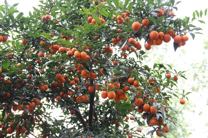 Có thể nói cây cảnh hồng đá đặc biệt hơn hầu hết các loại cây bonsai và có tuổi thọ cao hơn. Nếu để cây cảnh hồng đá trong nhà thì hàng năm cây sẽ đơm hoa kết trái, mang lại thịnh vượng cho gia đình.
