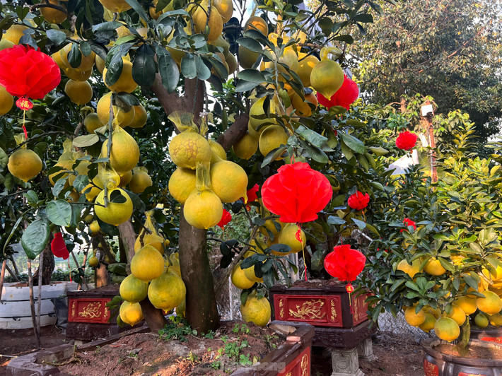 Những cây bưởi Diễn nhuộm vàng cả đoạn đường.