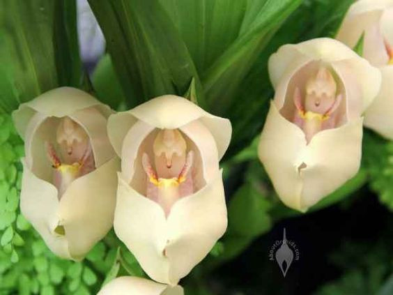 ... và được trồng nhiều ở Mỹ.