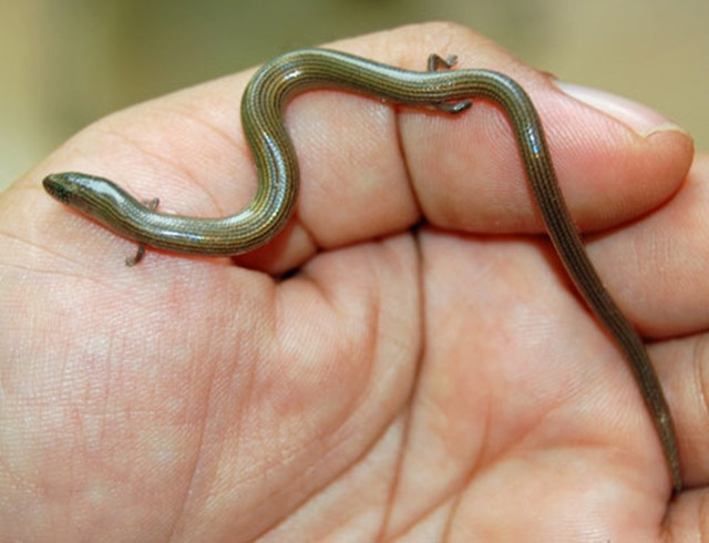 10. Thằn lằn chân ngắn Lygosoma quadrupes: Đây là loài thằn lằn có ngoại hình rất dị. Đuôi chúng dài 7cm, bằng một nửa cơ thể (khoảng 15cm). Đặc biệt, chúng có chân trước và sau, mỗi chân dài khoảng 2cm. Dù có chân nhưng nó cũng chẳng để làm gì bởi quá yếu ớt, không thể nâng đỡ cơ thể của thằn lằn chân ngắn.