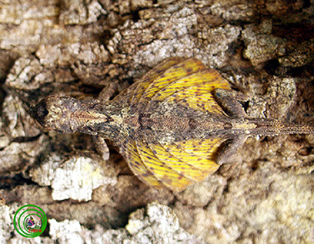8. Tắc kè bay Dacro maculatus: Cũng như những loài tắc kè khác, tắc kè bay có thể biến đổi màu sắc rất kỳ diệu. Chúng có thể hóa trang tài tình đến mức từ 4 mét trở lên chúng ta sẽ khó mà phân biệt được tắc kè bay hay thân cây xù xì. Ngoài ra, đôi cánh da còn giúp tắc kè bay có thể bay từ cây này sang cây khác.