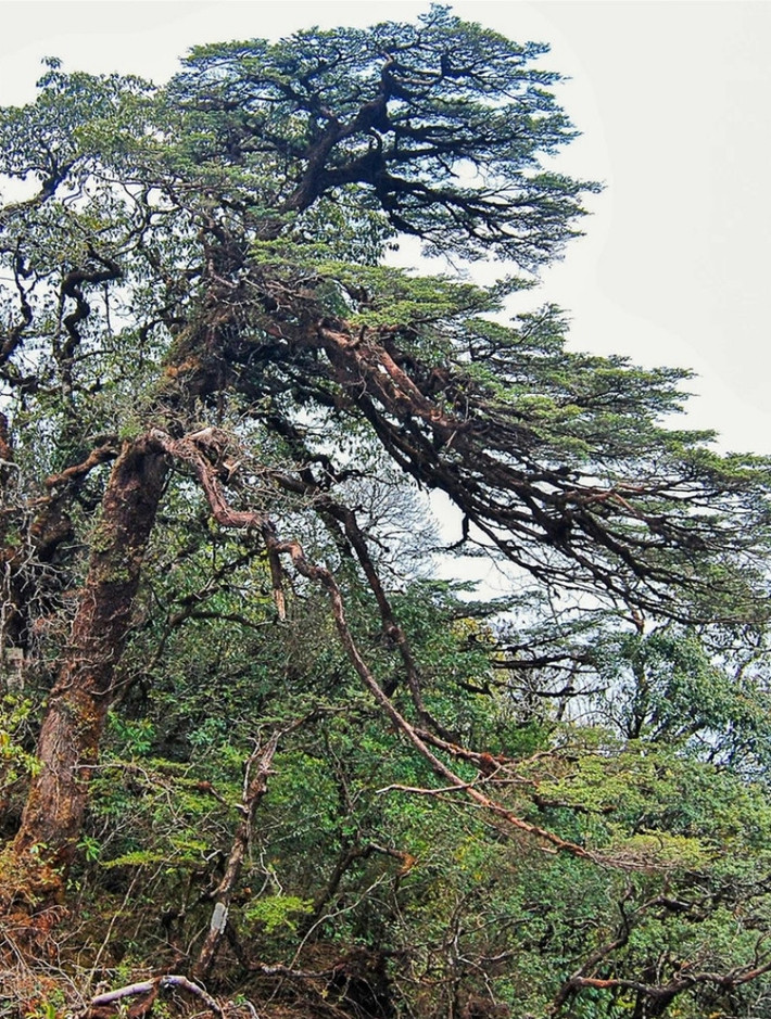 Càng ngày, quần thể vân sam Fansipan càng rơi vào nguy cơ suy thoái, thu hẹp diện tích. Lý do là do biến đổi khí hậu, môi trường sống của chúng bị ảnh hưởng nặng nề. Bên cạnh đó, vân sam Fansipan còn gần như không tái sinh trong tự nhiên.