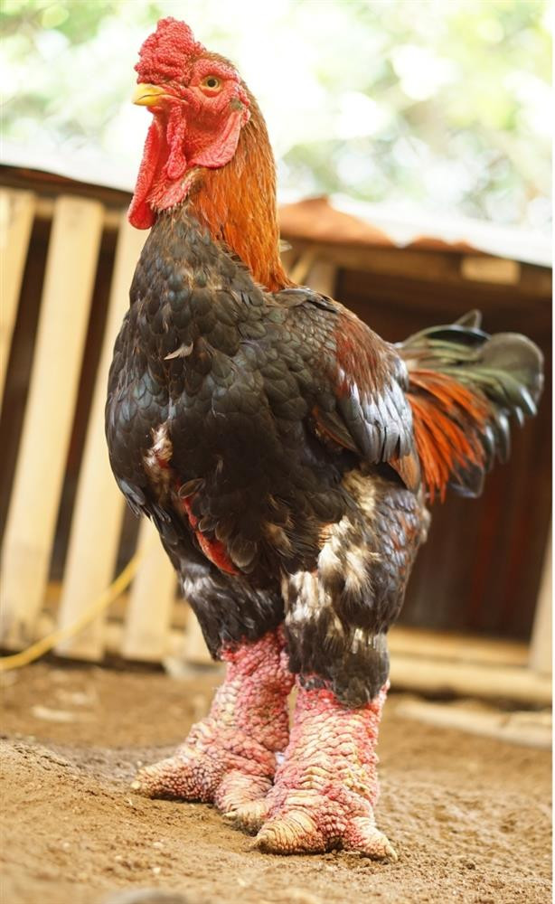 Chăm sóc đặc biệt: Gà Đông Tảo yêu cầu chế độ chăm sóc khá nghiêm ngặt, bao gồm thức ăn đặc biệt và điều kiện nuôi dưỡng tốt. Điều này đẩy chi phí sản xuất lên cao hơn so với các giống gà khác.