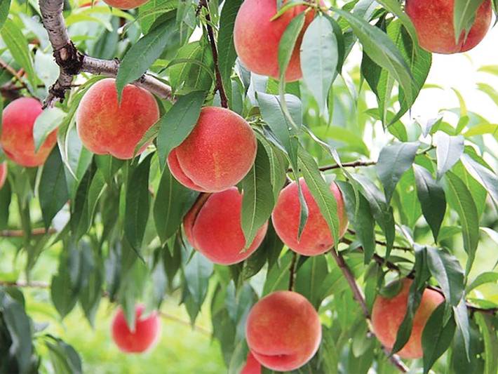 Quả đào biểu thị cho đông con nhiều cháu, gia đình may mắn. Khi mừng thọ, người ta hay tặng quả đào hay làm bánh quả đào với lời chúc phúc trường thọ, con cháu sung túc.Cây đào cũng biểu trưng cho những thành tựu thành công, thịnh vượng.