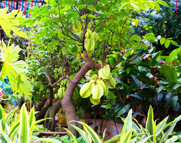 Cây khế biểu trưng cho tài lộc thịnh vượng và cuộc sống bình yên đơn giản. Cây khế còn là loại cây có nhiều công dụng với đời sống. Quả khế giàu dinh dưỡng và vitamin vừa là món ăn vừa là vị thuốc tốt cho gia đình.