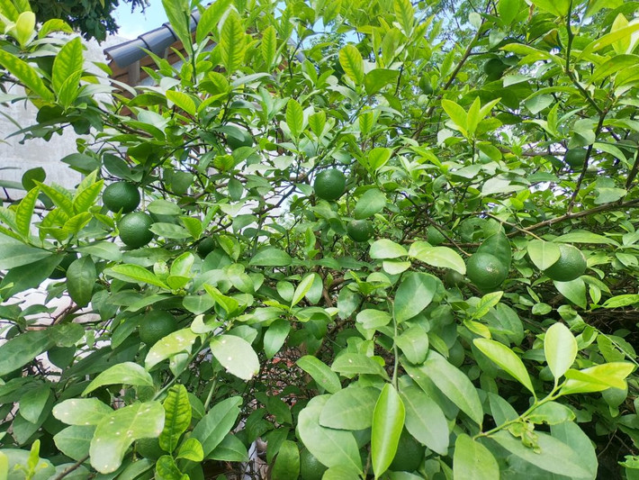 Trồng chanh rất dễ có thể trồng trong chậu. Cây chanh có hoa trắng và thơm. Hoa và quả chanh đều rất sum suê, mang lại tài lộc may mắn cho gia chủ.