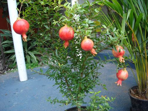 Cây lựu: Lựu là cây cảnh phong thủy có ý nghĩa phú quý tốt lành. Cây lựu có hoa đỏ đẹp và quả cũng đẹp như những chiếc đèn lồng vui tươi rực rỡ. Bên trong quả lựu có nhiều hạt nên người xưa coi lựu là biểu tượng của đông con nhiều cháu, cuộc sống thịnh vượng, sung túc.