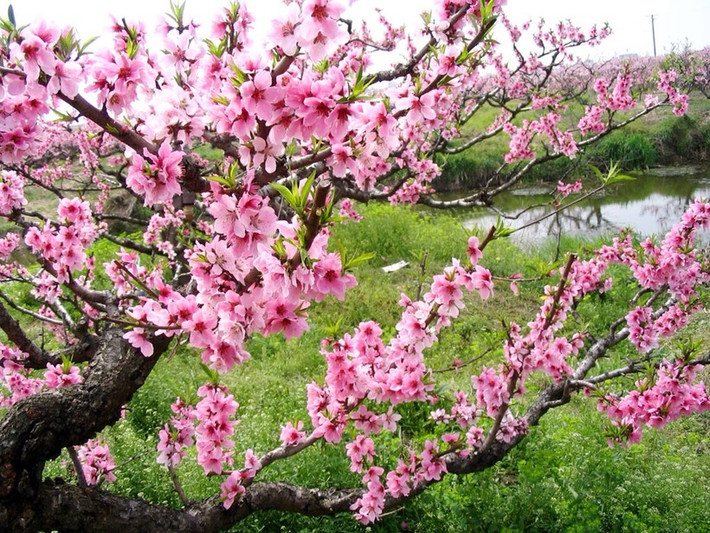 Cây đào: Cây đào cho hoa đẹp biểu trưng không thể thiếu trong văn hóa cổ truyền. Không những thế cây đào còn cho quả ngon ngọt. Đào biểu trưng cho tình yêu và cuộc sống…