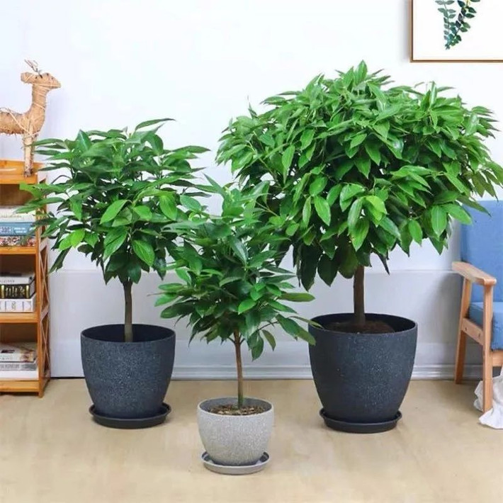 Nghe tên đã biết cây cảnh này mang ý nghĩa gì, cụ thể cây tượng trưng cho sự bình yên, sức khỏe và hạnh phúc, đặt trong nhà sẽ mang lại cho con người cảm giác an toàn.