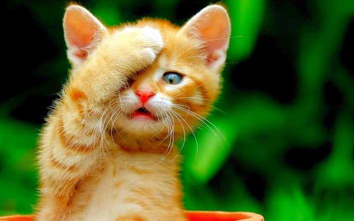 Cục diện Tam Hợp nên chuyện tình cảm của tuổi Mão trong thời gian này tốt đẹp, sự quan tâm, chăm sóc của đối phương chính là nguồn sức mạnh giúp bản mệnh đưa ra những quyết định sáng suốt.
