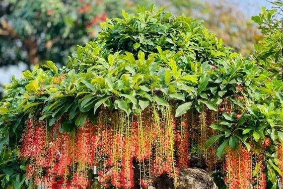 4 loại cây cảnh nên trồng để con cháu đời đời hưởng phúc