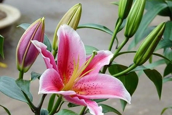 5 loại hoa kiêng kỵ trưng trong nhà dịp năm mới 2026, tránh điềm xui