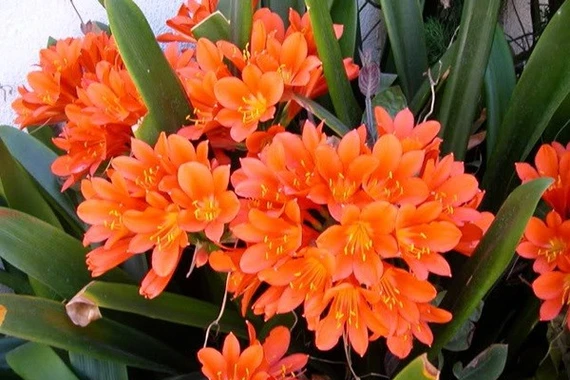 Năm cây cảnh phong thủy giúp gia tăng tài lộc, bình an