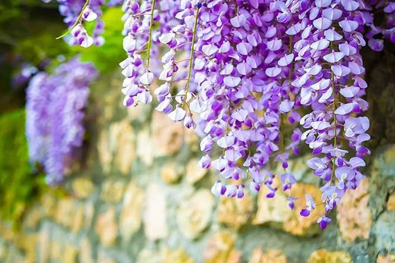 4 cây cảnh trấn trạch giữ nhà, sống trăm năm vẫn tươi tốt