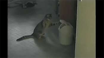 Đến chiếc thùng rác cũng không thoát khỏi trò nghịch ngợm của nó.