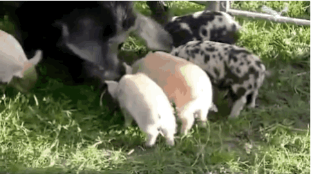 Đàn lợn con đua nhau ngoáy mông, ngoáy đuôi loạn xạ.