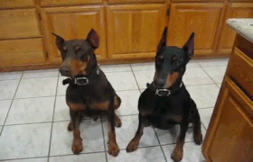 Thực chất, Doberman rất dễ huấn luyện và trung thành nhưng lại bị xếp vào loài chó nguy hiểm tại tiểu bang Brandenburg, Đức.