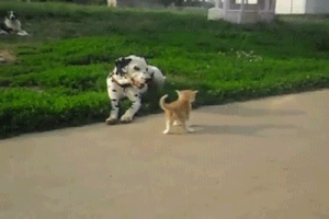 Chó đốm hay còn gọi là chó Dalmatian là một giống chó nhà có nguồn gốc từng vùng Dalmatia (một phần của lãnh thổ Croatia). Chúng có đặc trưng là thân hình có những đốm đen trên nền lông trắng.