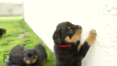 Dù trông vẻ ngoài dữ dằn nhưng thực chất Rottweilers rất biết nghe lời và là những người bảo vệ tốt. Chúng ít thân thiện với người lạ nhưng với người quen lại tỏ ra dễ mến.