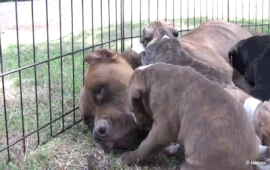 Pit bull là một giống chó nhà có nguồn gốc từ châu Mỹ, được nuôi ở Anh và nuôi để làm vật giữ nhà và cũng được sử dụng trong những cuộc chọi chó.