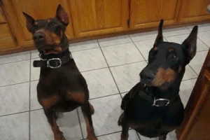 Loài chó Doberman có tên gọi đầy đủ là Dobermann Pinscher, đây là một loài chó hung dữ thường được nuôi để canh gác, làm nghiệp vụ hoặc giữ nhà. Chúng cao từ 65-72cm, nặng khoảng 32-45kg nên khiến nhiều người hoảng sợ.