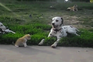 Chó đốm là một loại chó cưng trong nhà, chúng rất năng động và thích chạy. Chó đốm được biết đến nhiều thông qua bộ phim hoạt hình nổi tiếng “101 chú chó đốm”.