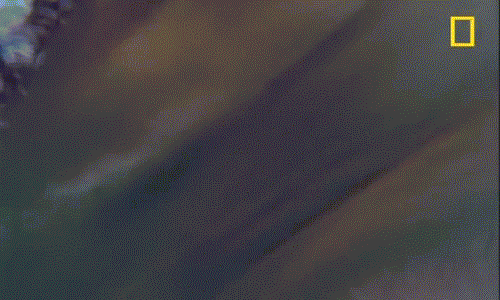 Ca map ho an thit chim hai au dang bay