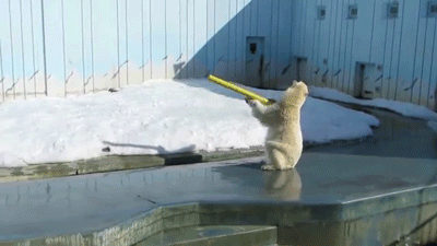 Và sau tò mò là dùng làm đồ chơi.