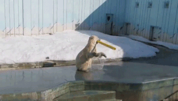 Ống nước nhỏ cũng khiến chú hết sức tò mò.