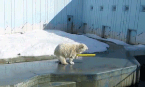 Lao xuống, ngoi lên mặt nước với đồ chơi luôn trong “tay”.