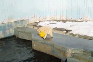 Milk là một chú gấu khá khéo léo và biết vận dụng sự khéo léo của mình khi đùa nghịch.