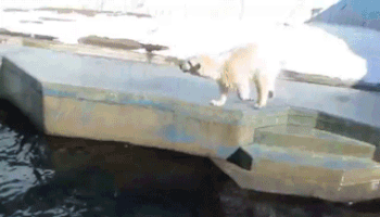 Vồ lấy quả bóng nổi trên mặt nước.