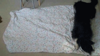 Tự cuộn tròn trong một tấm vải.