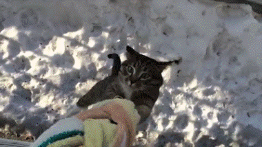 Mèo leo dây như những điệp viên lành nghề.