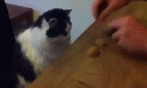 Đừng có thách thức chú mèo này bằng trò tráo đổi đoán vị trí.