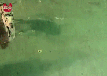 Vận động viên ném bóng chuyên nghiệp với thành tích bóng vào rổ gần như tối đa.