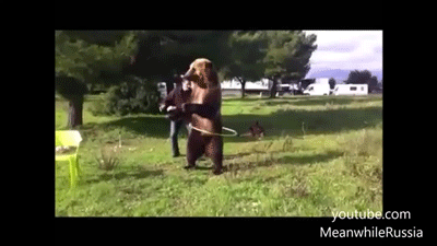 Chú gấu lắc vòng vô cùng duyên dáng.